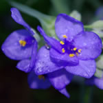 tradescantia